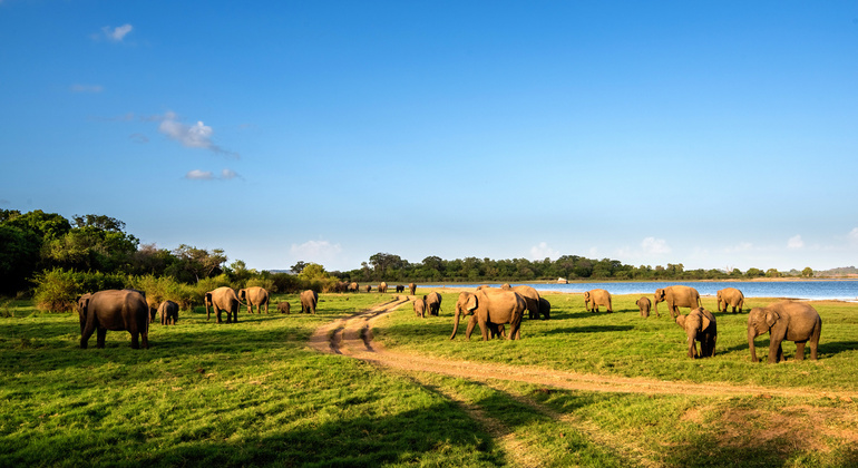Minneriya National Park